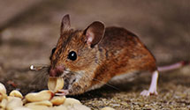 24 Hour & Emergency Exterminators in Fuller Theological Seminary, CA
